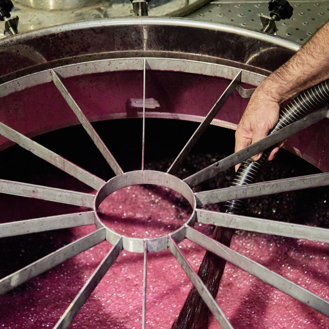 Las fermentaciones en Bodegas Virtus