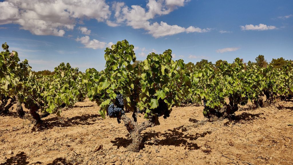 Vendimia en Bodegas Virtus