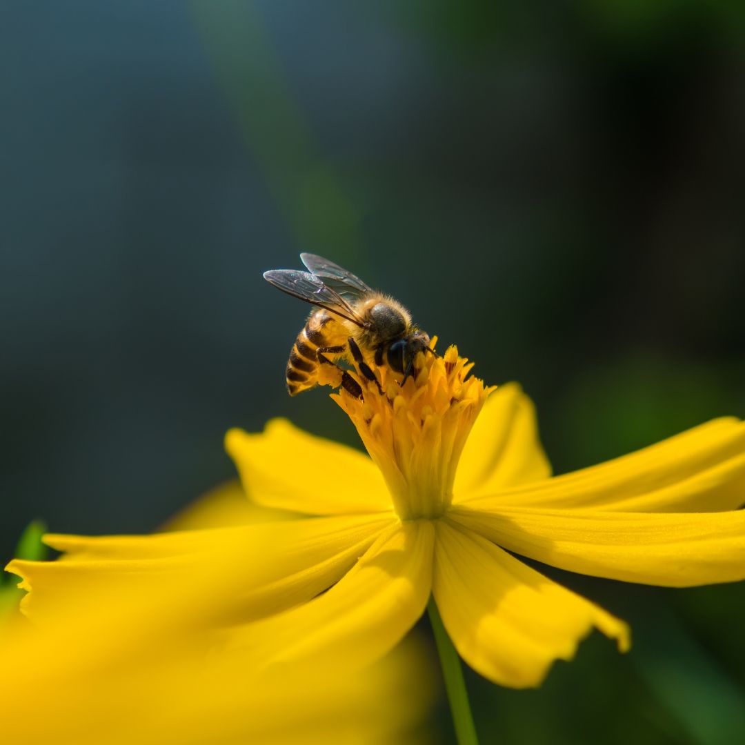 sin abejas no hay vino