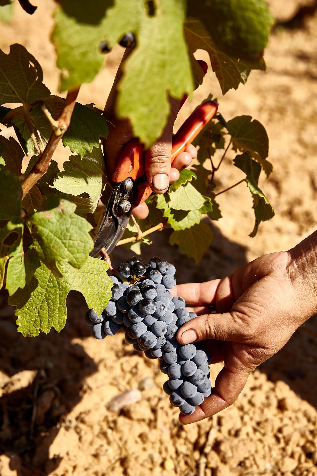Consejo Regulador de nuestra Denominación de Origen permite a la Bodegas Virtus elaborar vinos