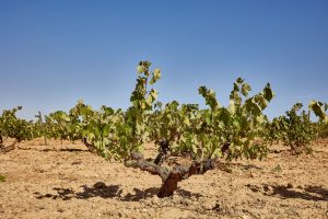 variedades de uva en la Ribera del Duero