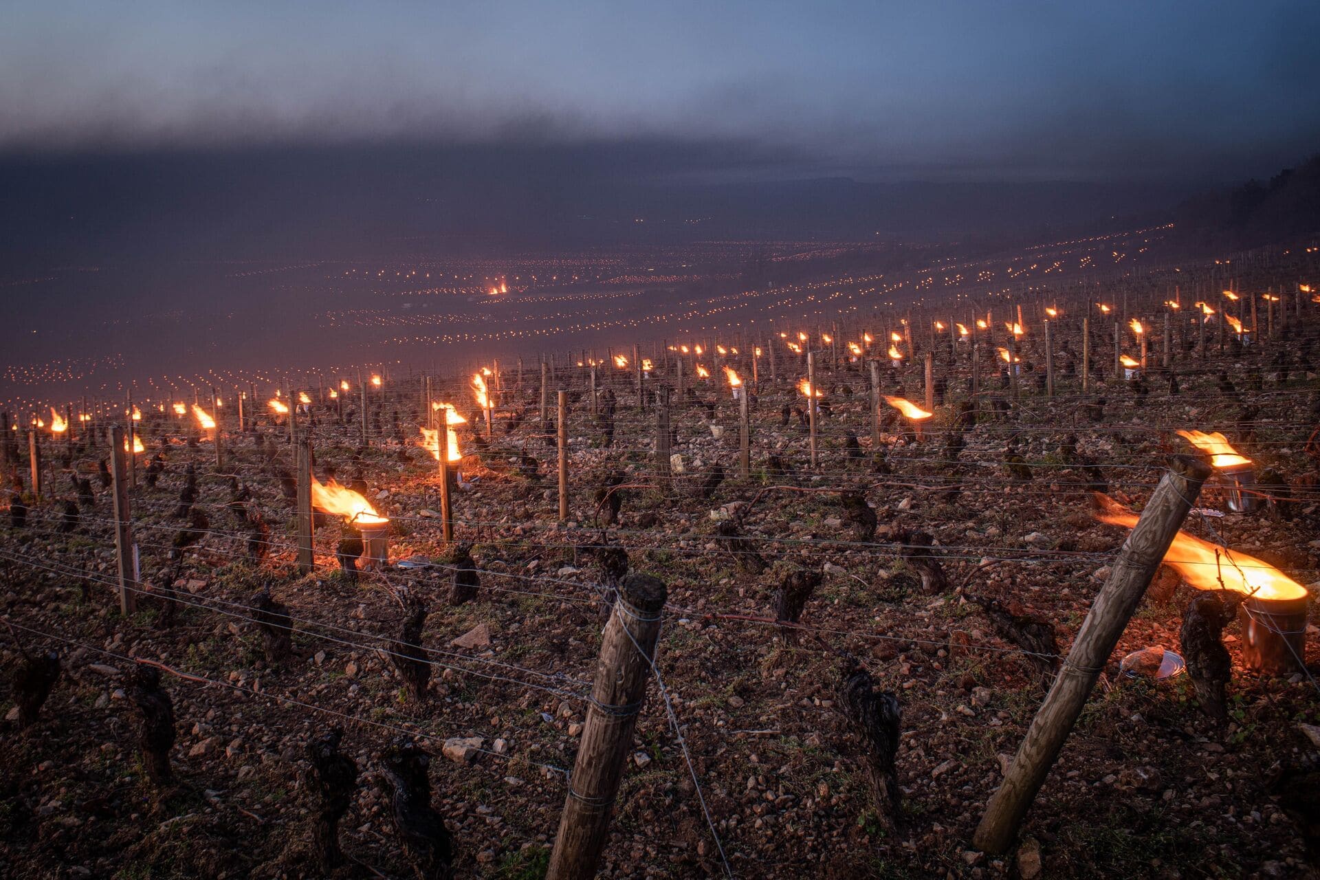 clima de Ribera del Duero en viñedos