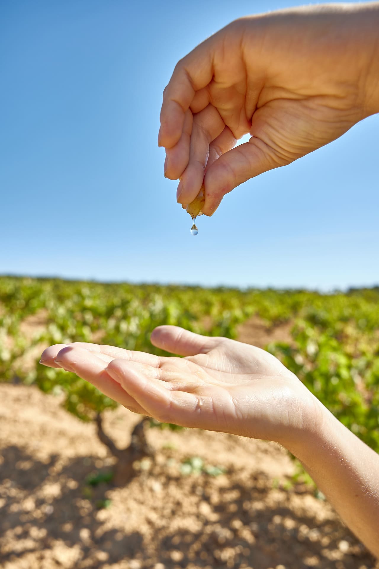 uvas admitidas en la Ribera del Duero