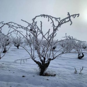 ¿Cómo afecta el frío al viñedo?