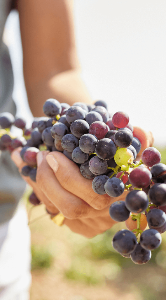 Mejor Vino Tinto Español