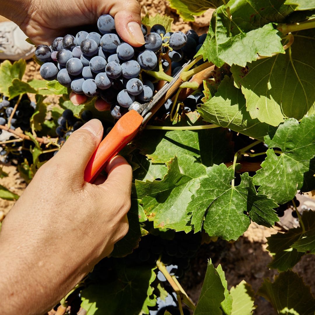 Tipos de Vino Español de la Ribera del Duero