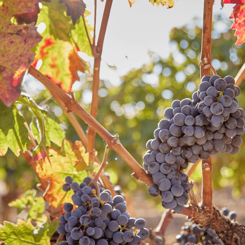 Vino Español de Calidad