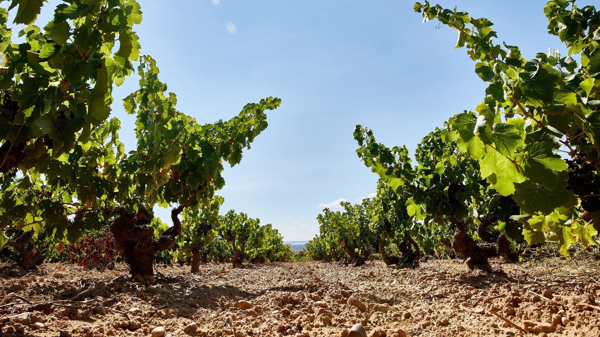 Vino Español de Calidad de la ribera del duero