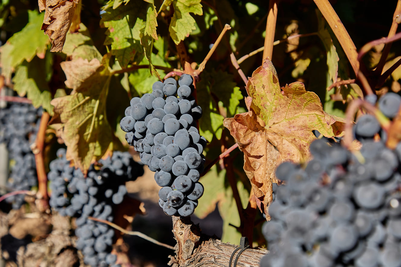 Mejores vinos españoles en México