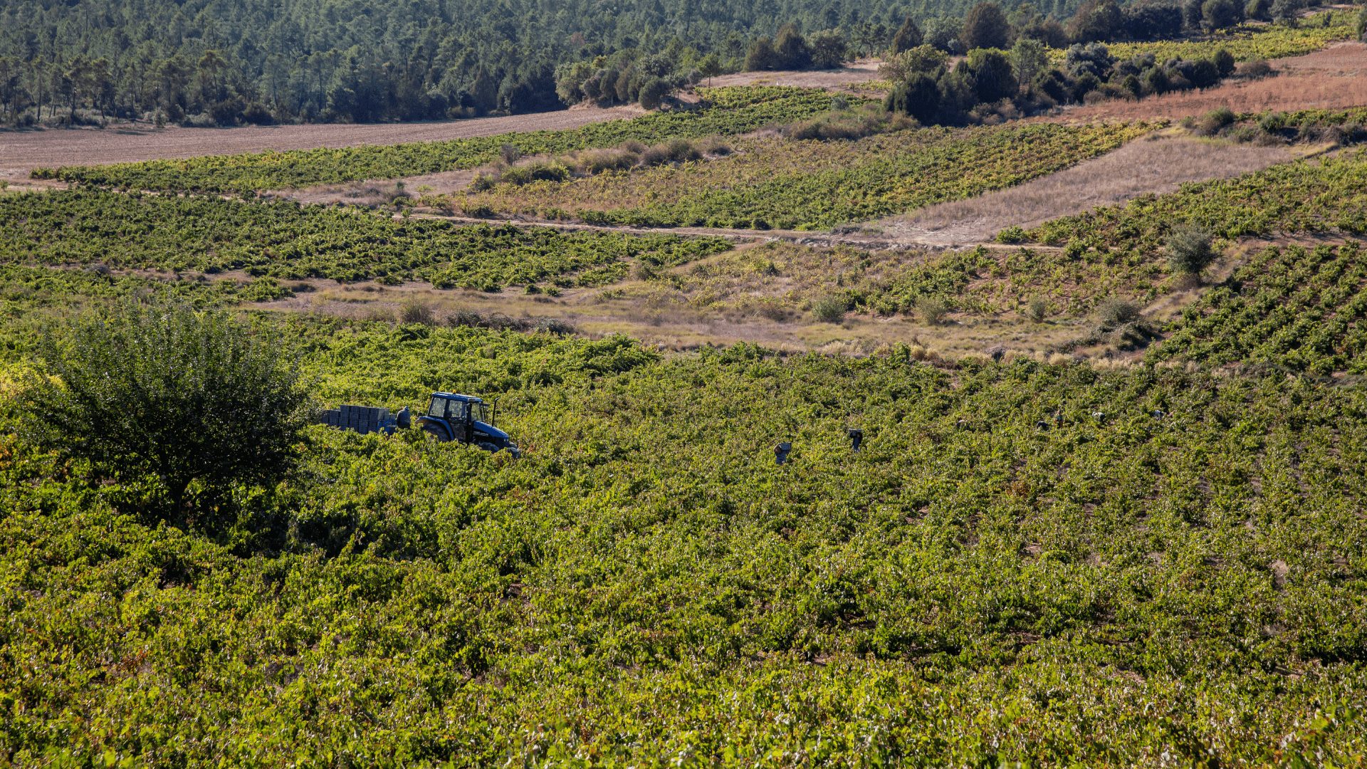 Milla de oro Ribera del Duero