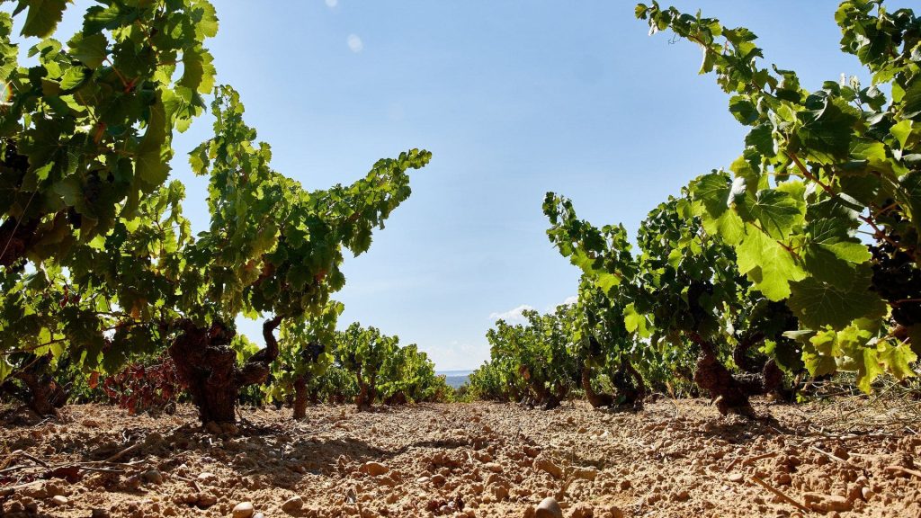 Milla de oro del vino Valladolid