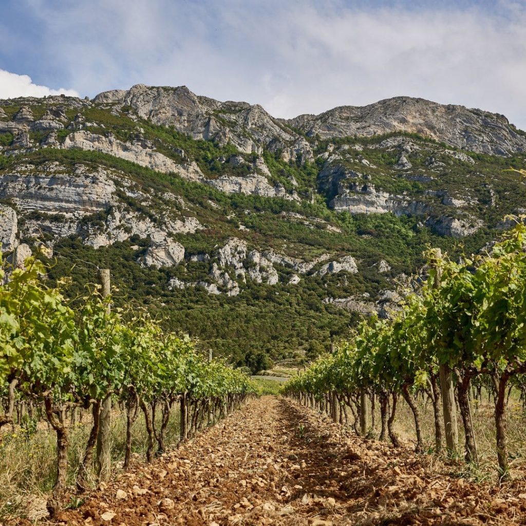 Diferencias entre Ribera del Duero y Rioja