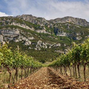 Diferencias entre Ribera del Duero y Rioja