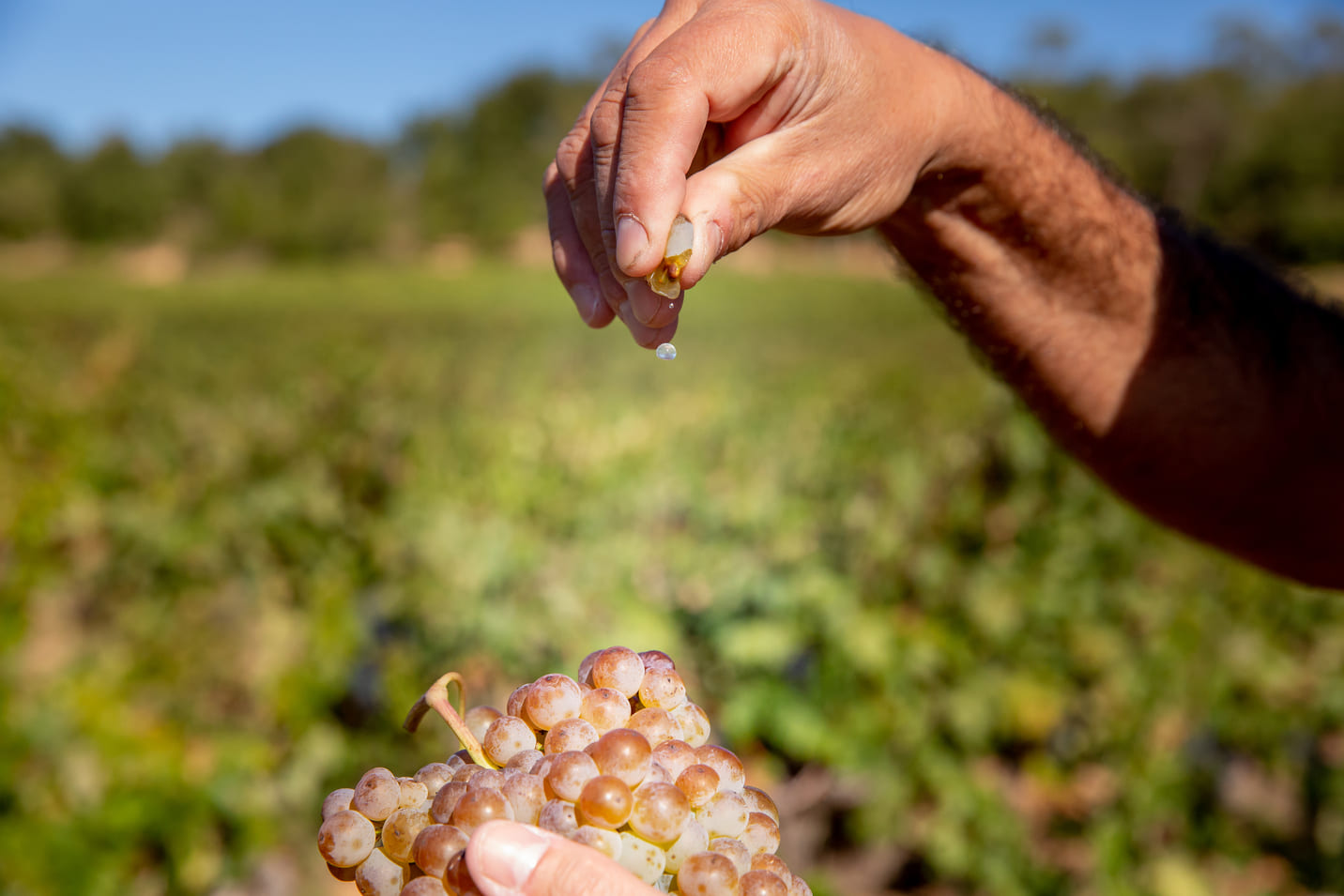 Historia del Vino en México
