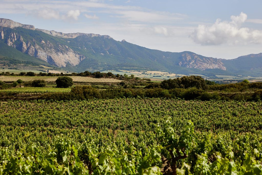 Ribera del duero y Rioja Variedades