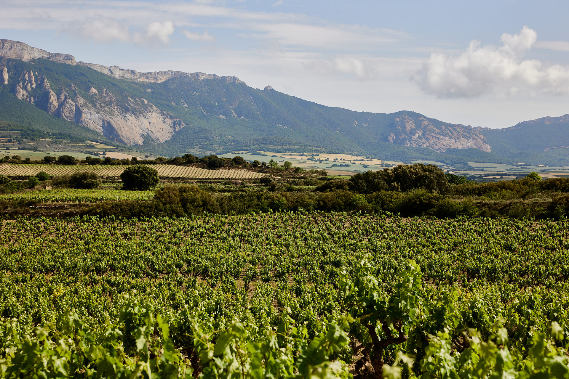 Ribera del duero y Rioja Variedades