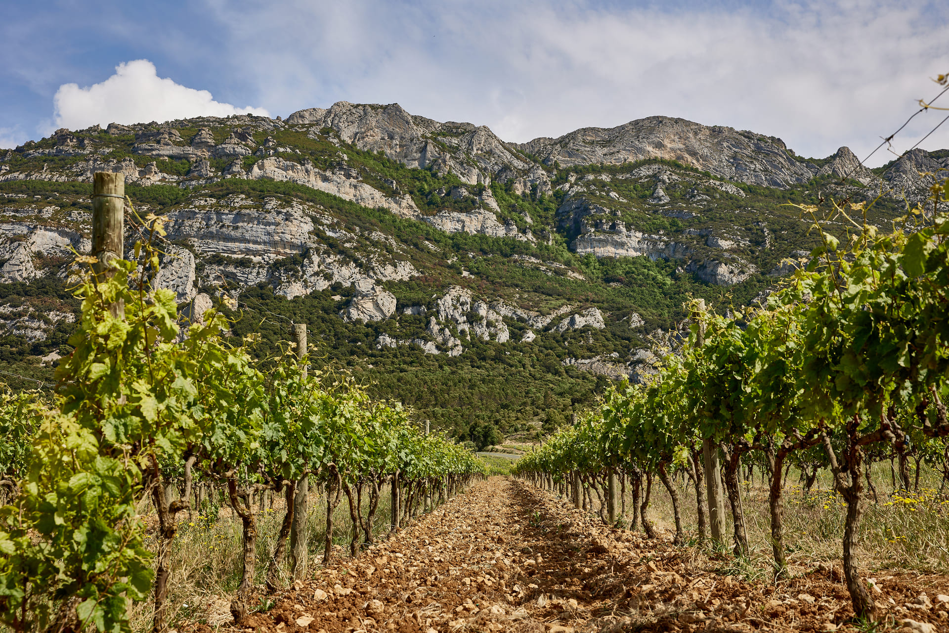 Ribera del duero y Rioja Viñedos