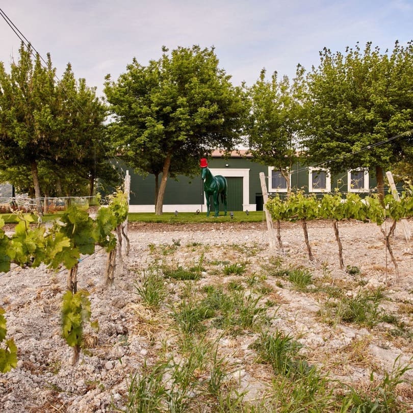 Vino de Peñafiel