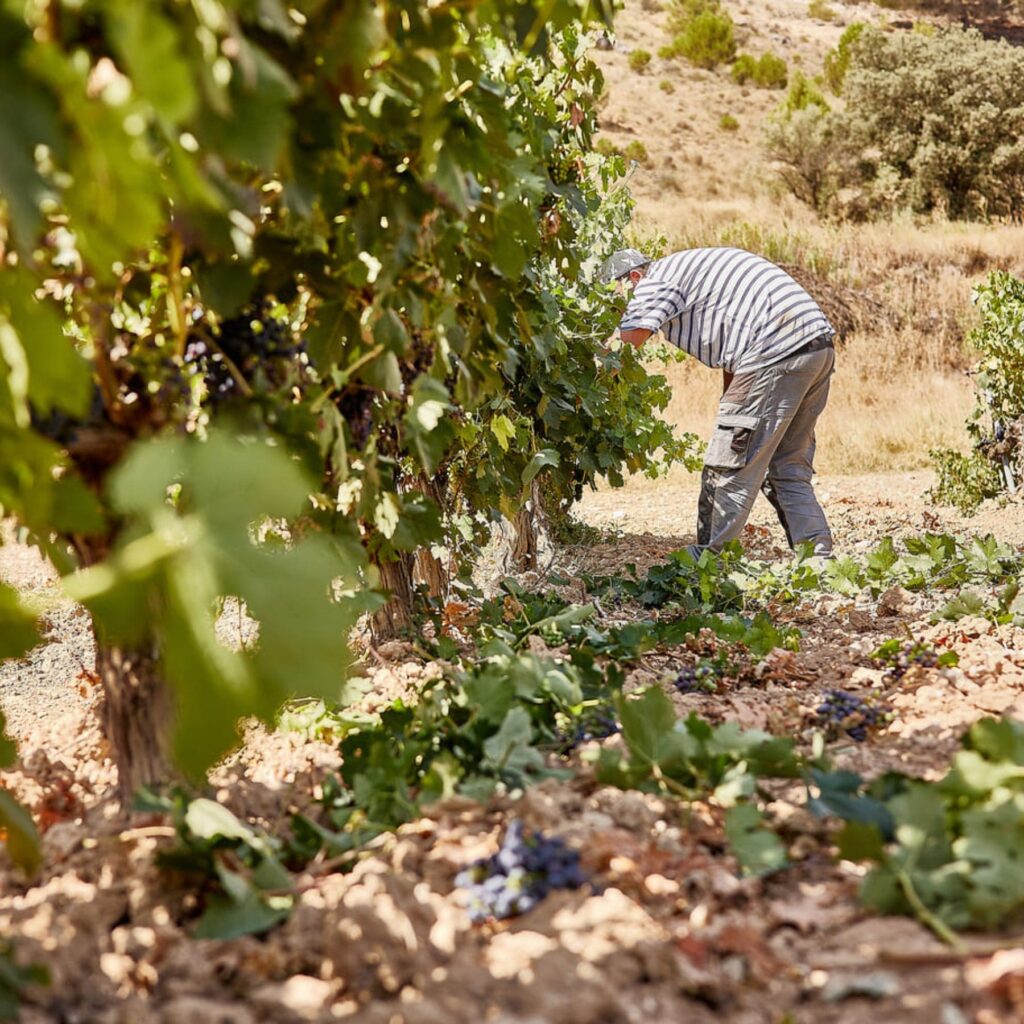 Clasificaciones de los vinos en Ribera del Duero