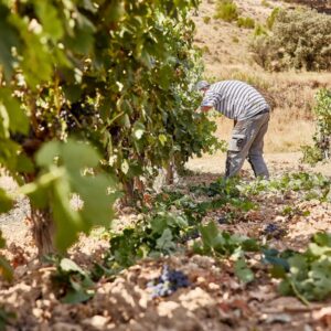 Clasificaciones de los vinos en Ribera del Duero