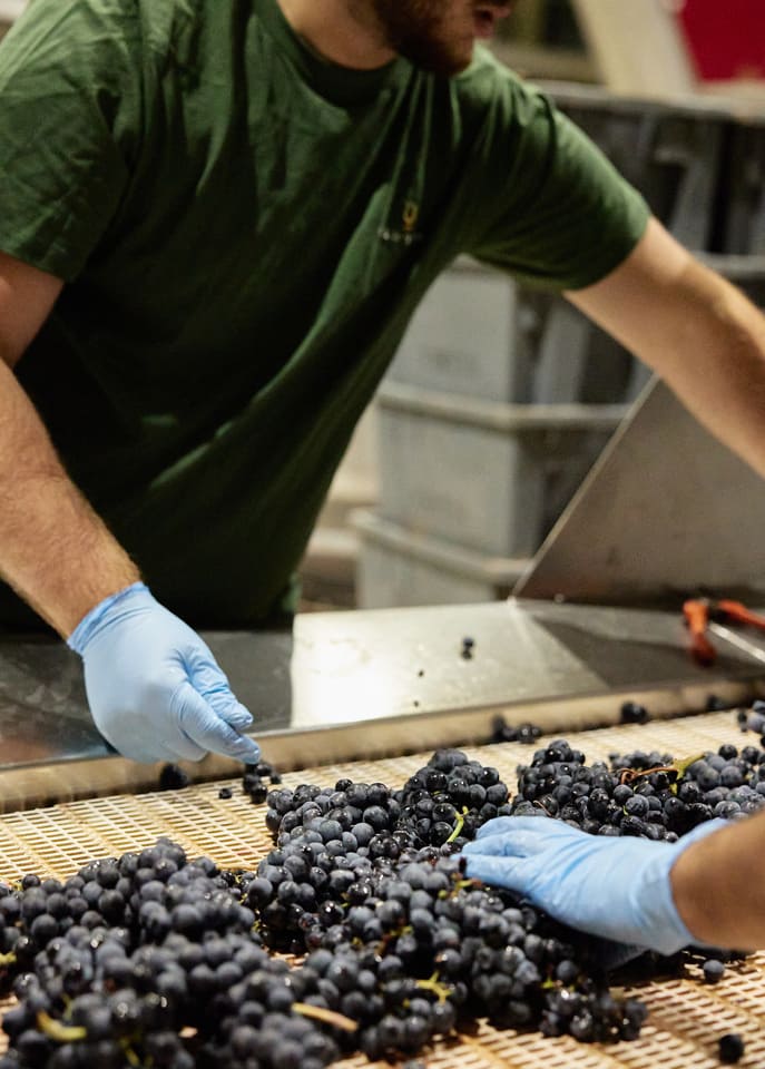 vinos tras la vendimia 2024