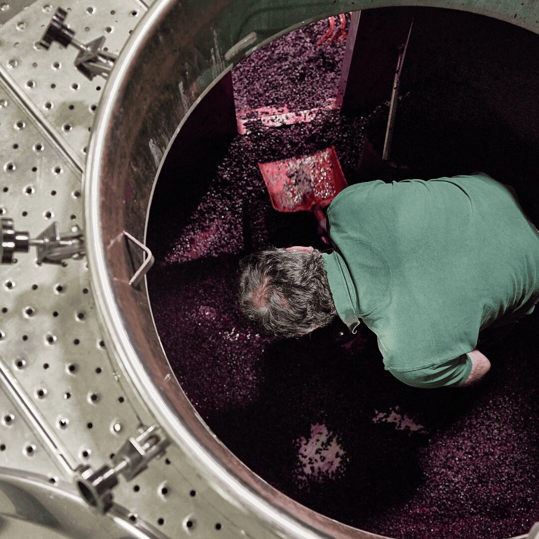 fermentación alcohólica de los vinos