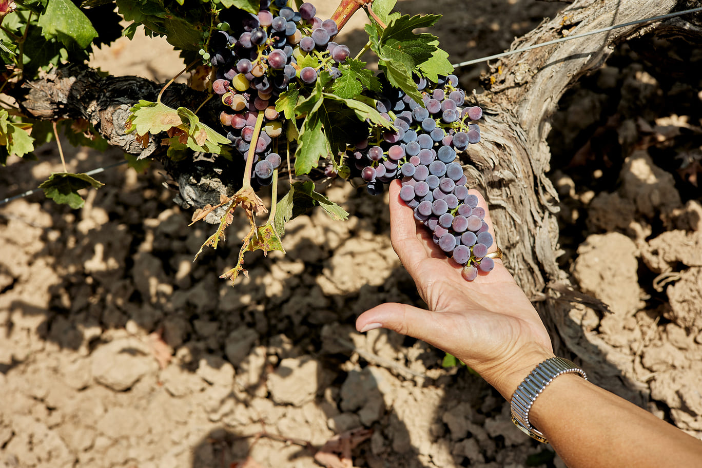 Visita privada en Bodega de Vinos