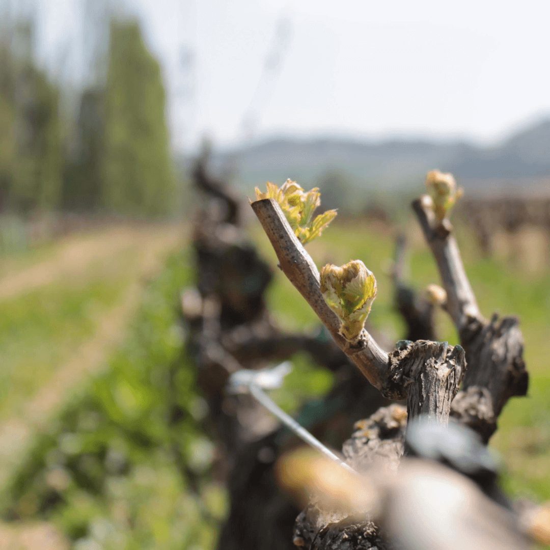 Visita privada en Bodega de vinos en España