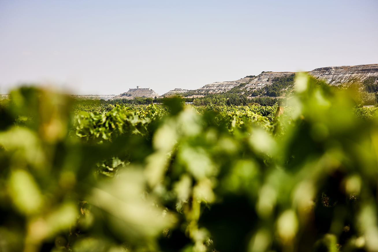 visita privada en Bodega de vinos en Peñafiel