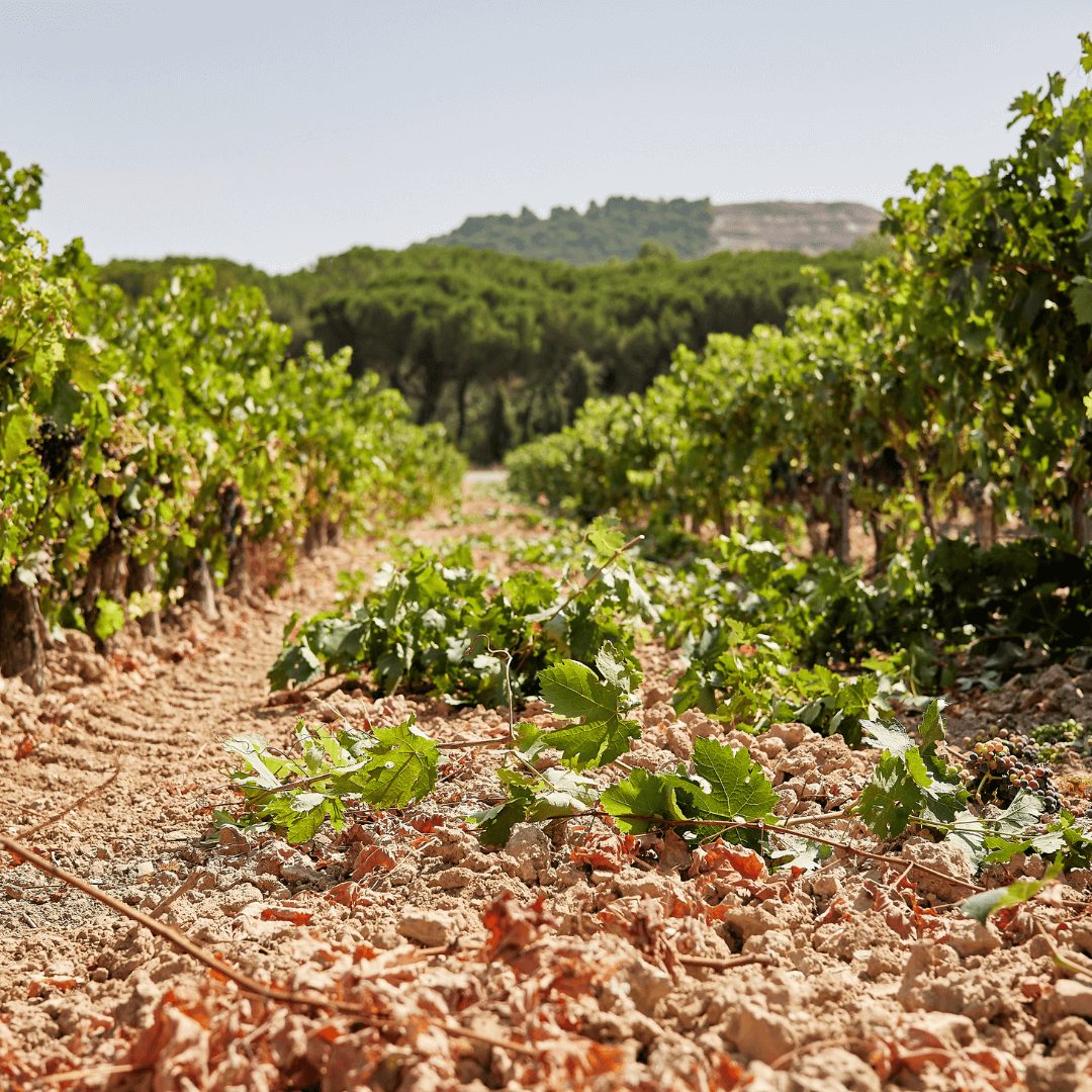 visita privada en Bodega de vinos en Valladolid