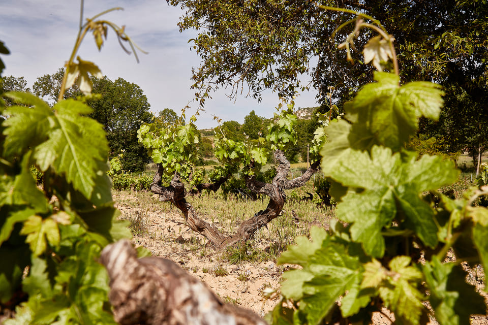 Viñedos viejos que cuentan una historia