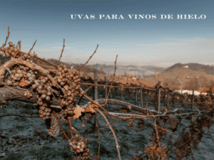 vinos de hielo