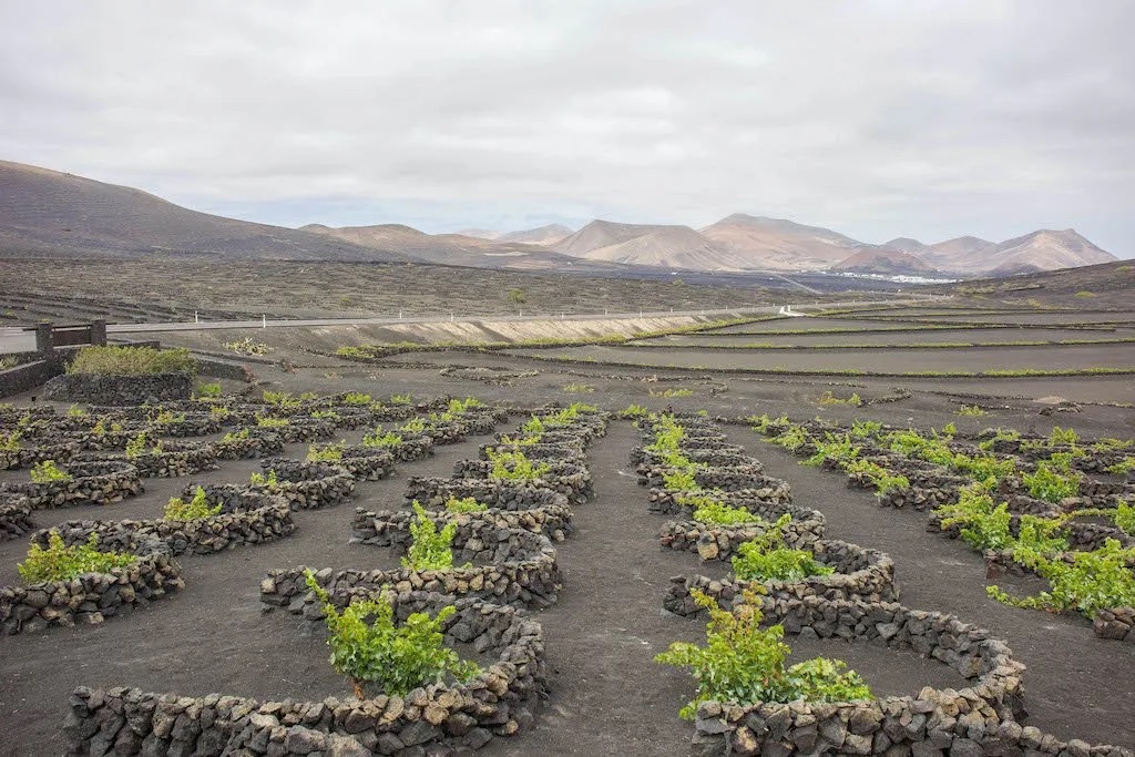 viñedos La Geria de Lanzarote