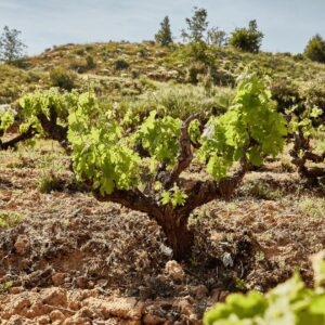 viñedos Ribera del Duero