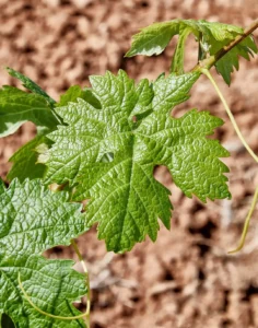 primavera en Ribera del Duero