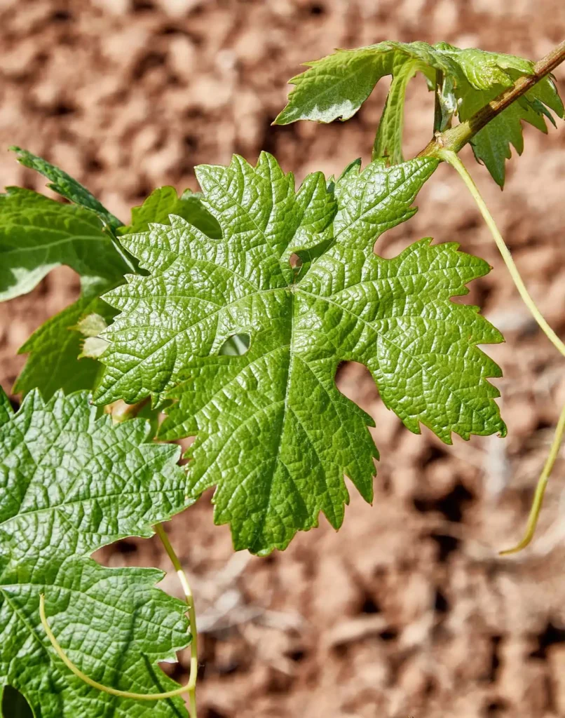 primavera en Ribera del Duero