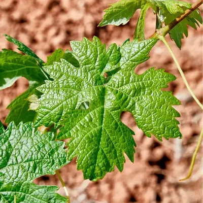 primavera en Ribera del Duero